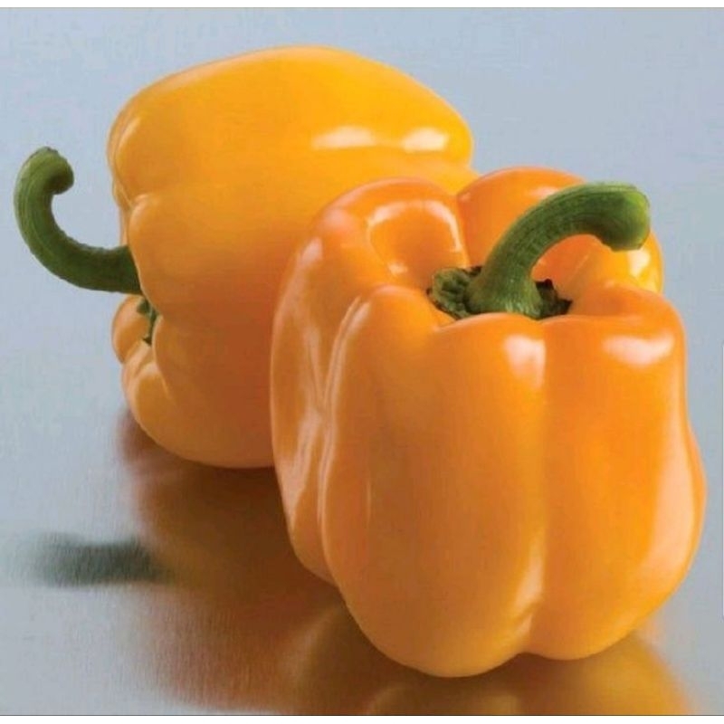 

Benih Paprika Kuning Yellow Golden Star – Sweet Bell Pepper F1 Hibrida | Isi 5 Biji | Bibit Sayur Import Unggul