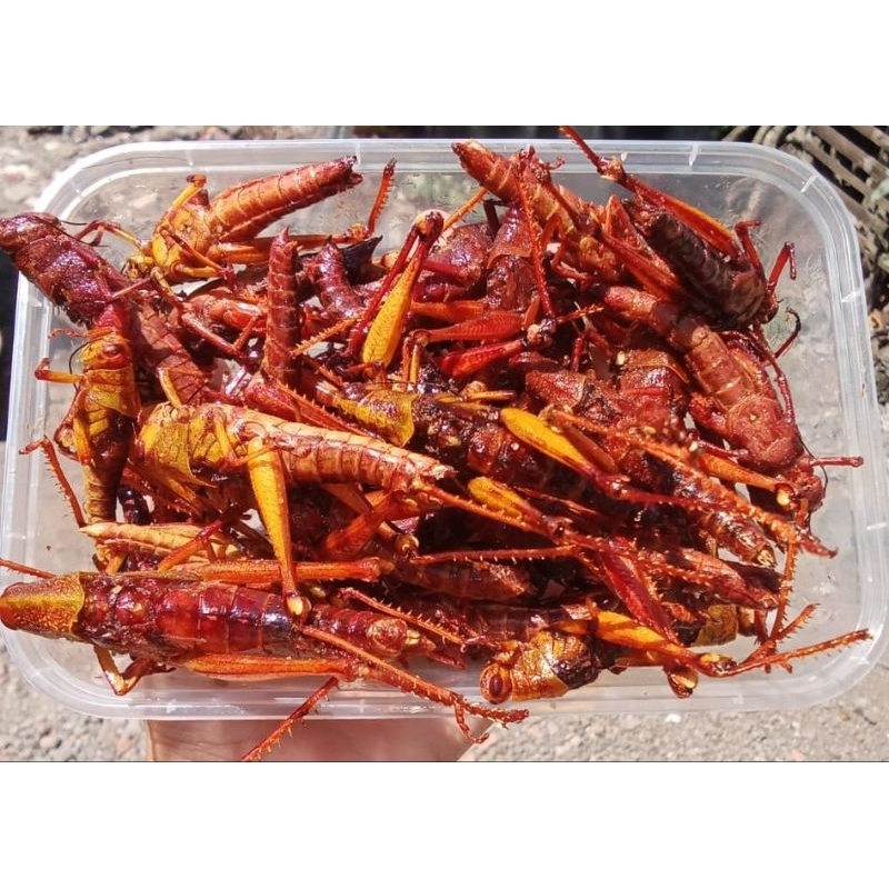 

walang kayu kemasan 110grm