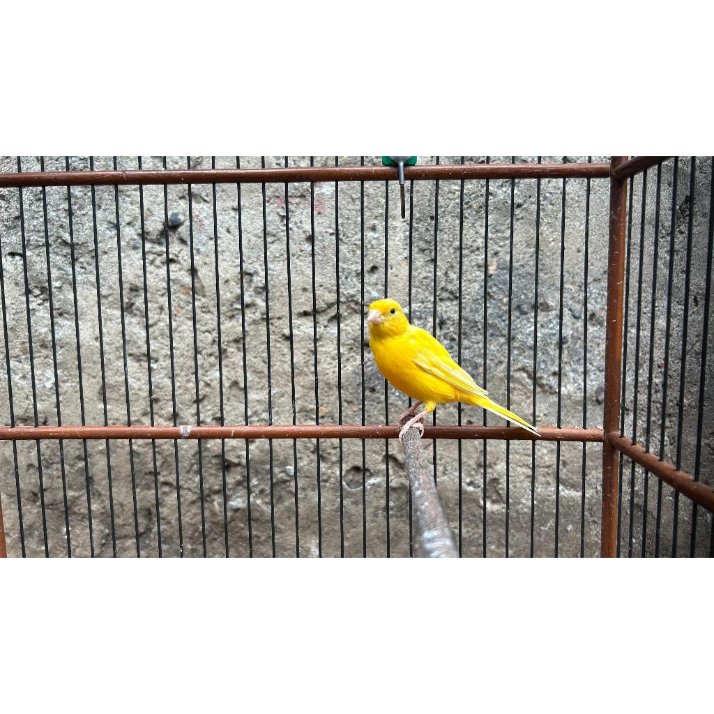 KENARI LOKAL GACOR DOR