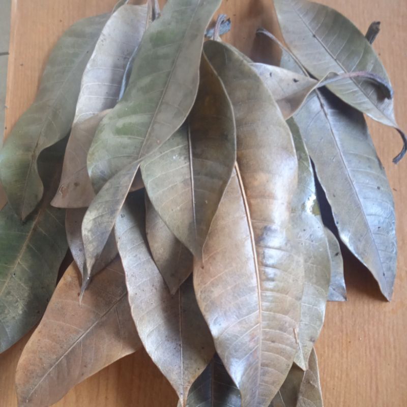

Daun mangga kering