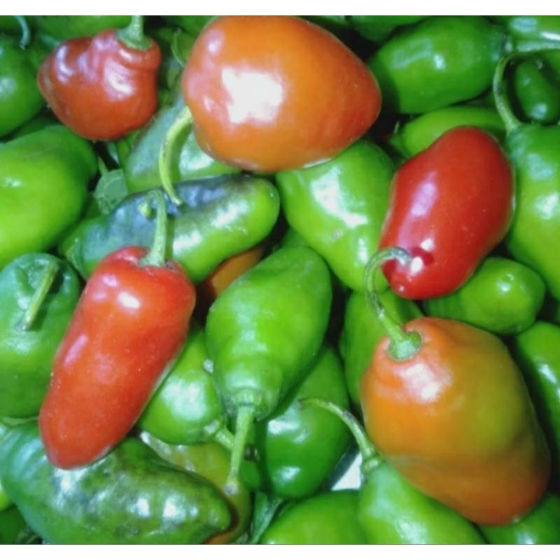 

CABE GENDOT TERMURAH || PETE 10 LONJOR