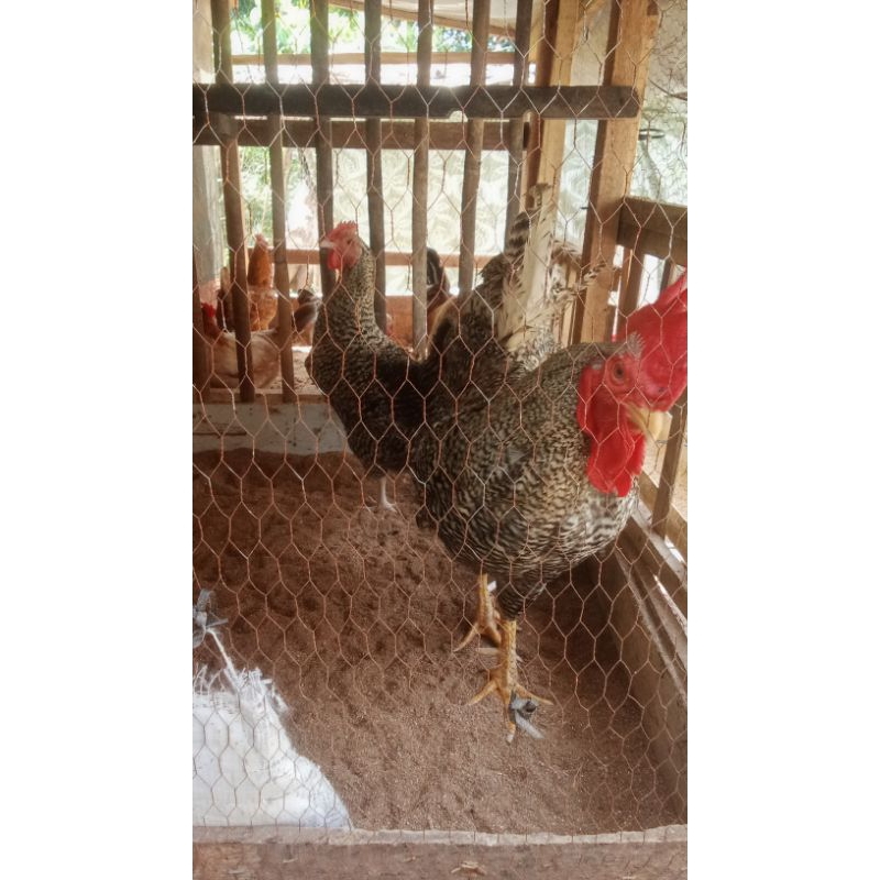 

telur fertile barret rock