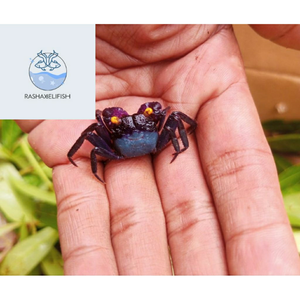 

crab vampire/kepiting hias vampire