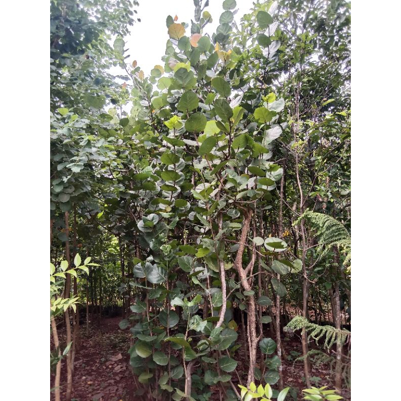 Pohon cocoloba 4 meter - cocoloba anggur laut