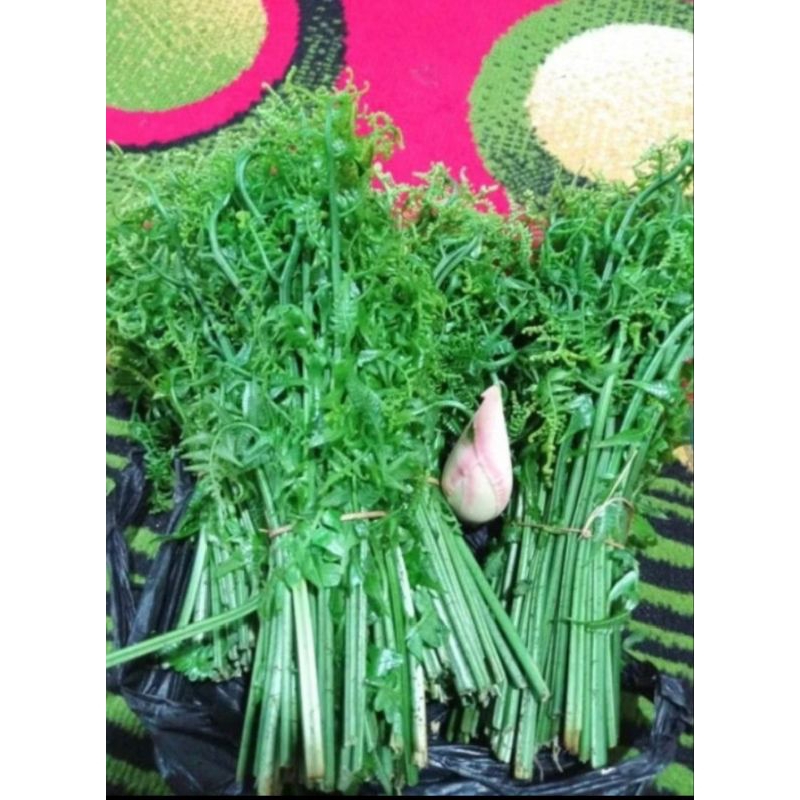 

500 grm sayur pakis segar fresh langsung petik ketika mau di kirim