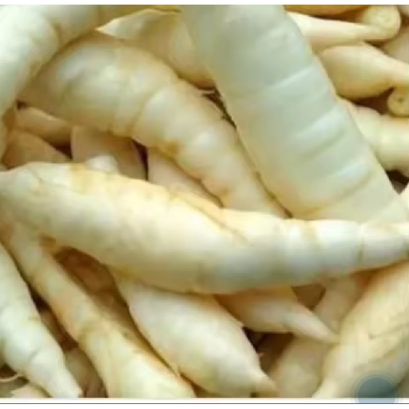 

1kg umbi garut segar fresh herbal terlais
