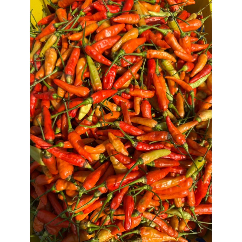 

CABE MERAH KECIL FRESH 1kg