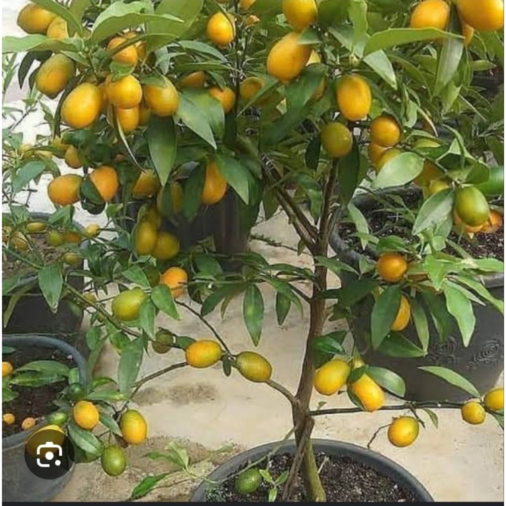 

bibit jeruk nagami super manis cepat berbuah.okulasi