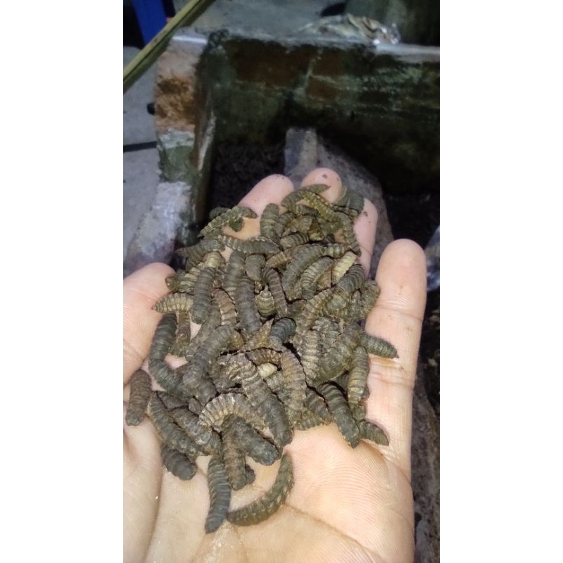PREPUPA INDUKAN MAGGOT BSF 3 KG