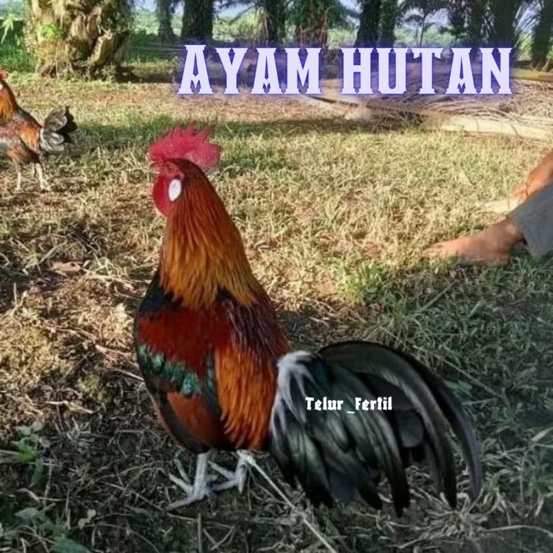 

telur ayam hutan asli untuk di tetaskan