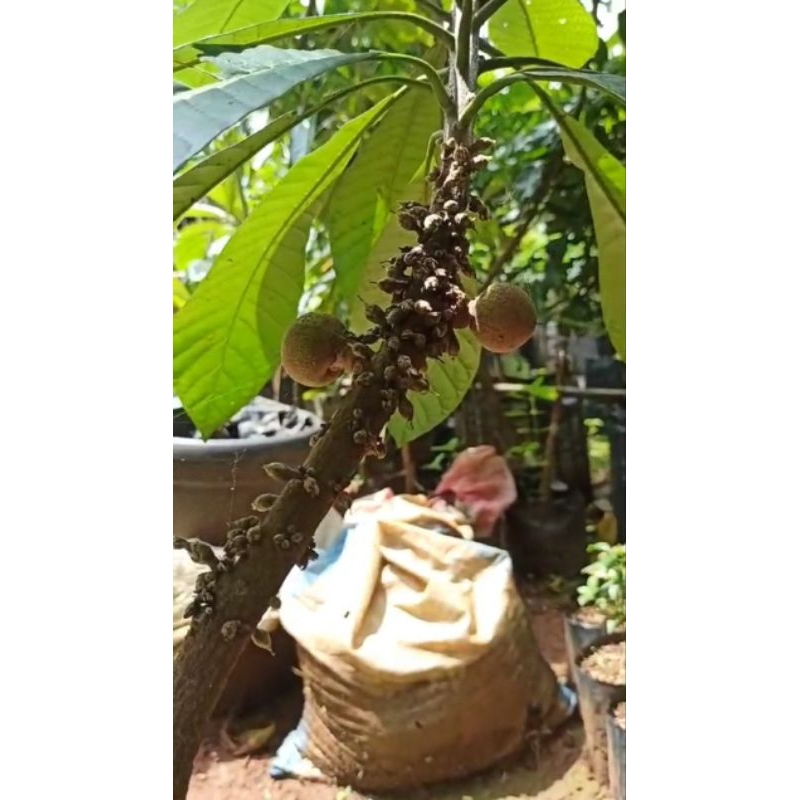 mamey sapote berbuah