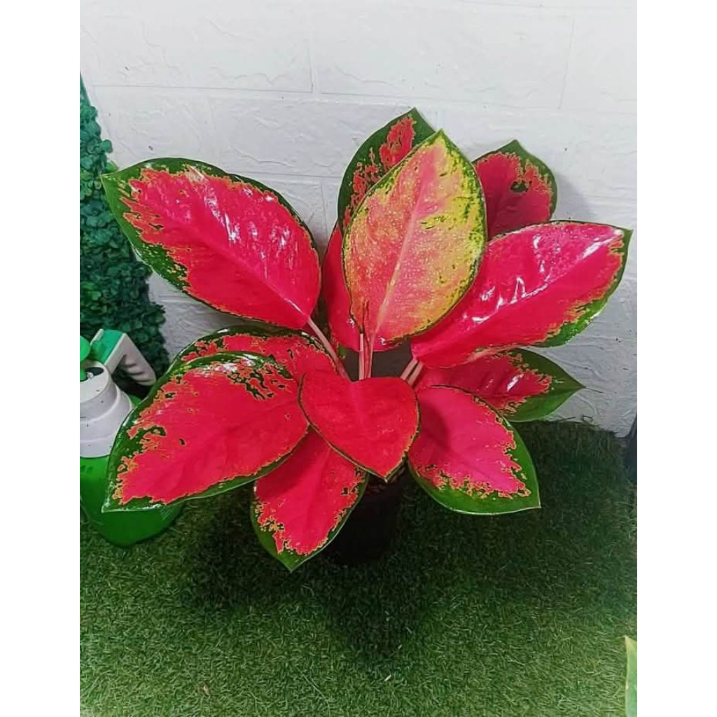 tanaman hias Aglonema red kocin / aglonema red kocin / Aglonema