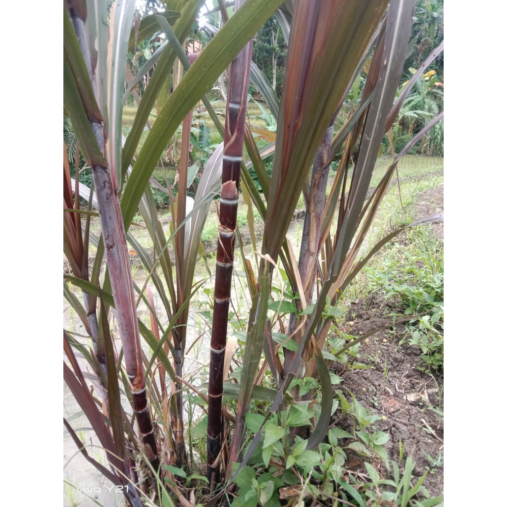 

tebu hitam alami 500/gram