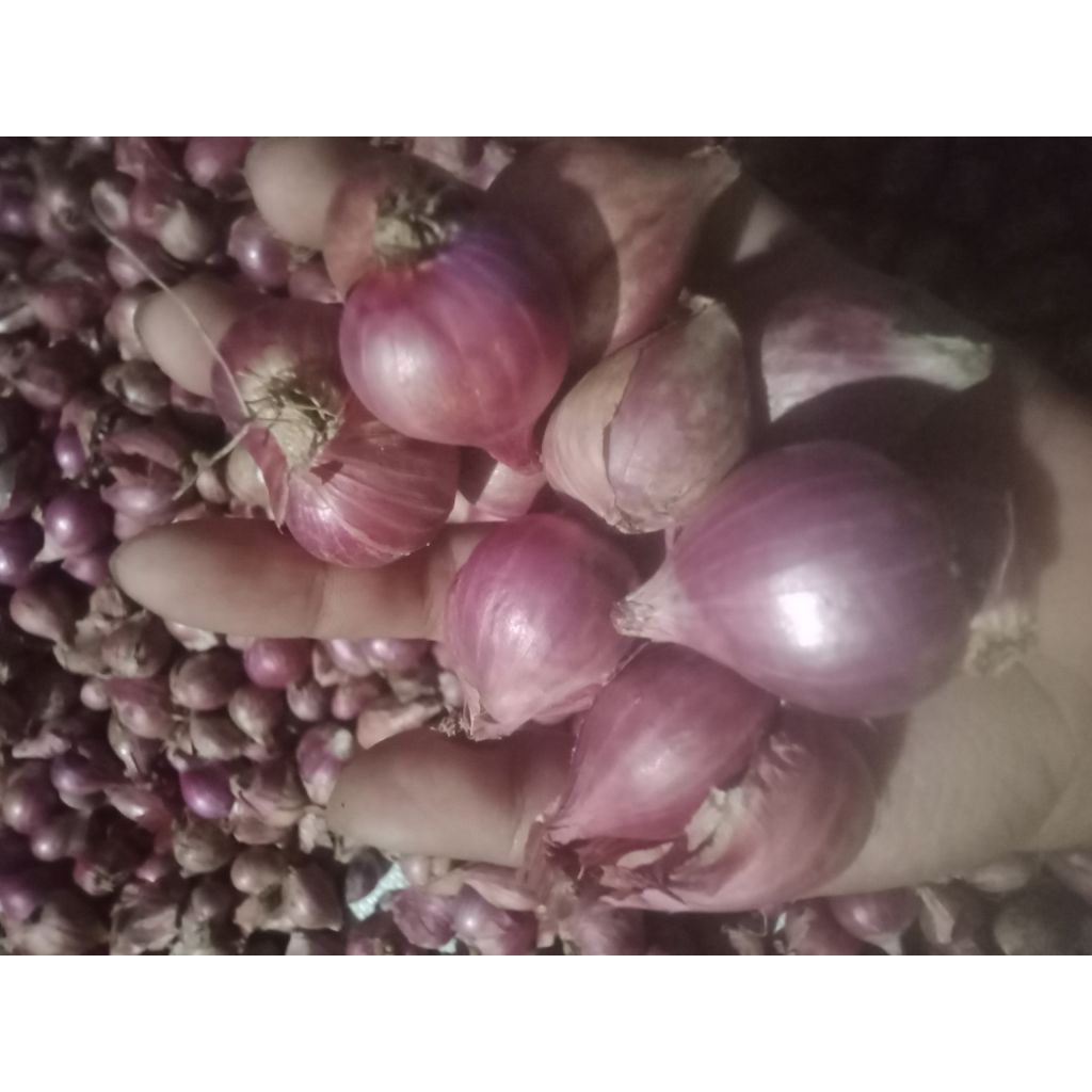 

bawang merah tanggung kering