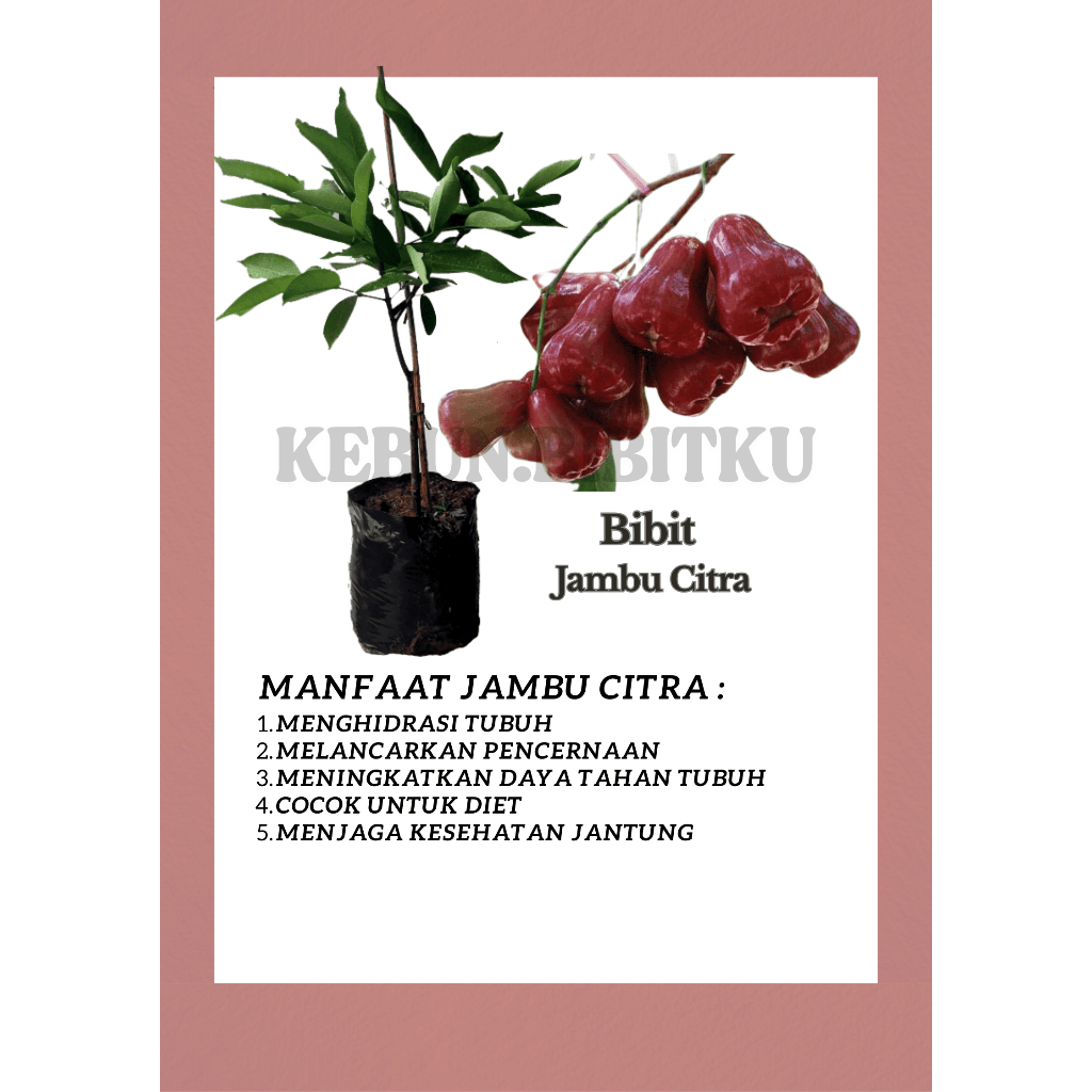 

JAMBU AIR CITRA aroma sedap murah terlaris tinggi 60 S/D 100 CM