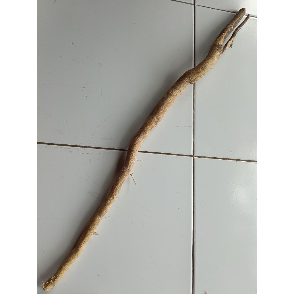 

Akar pasak bu mi jamu herbal sehat lelaki