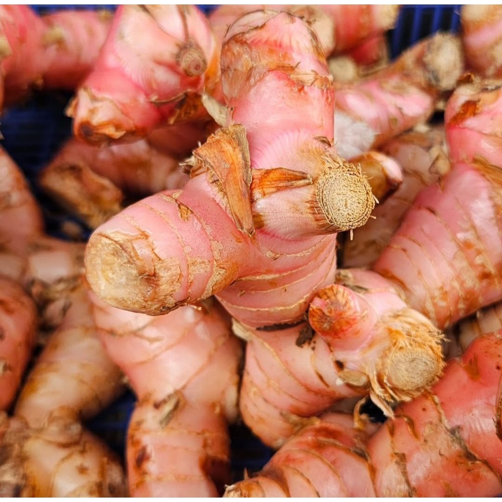 

LENGKUAS/ LAOS SEGAR