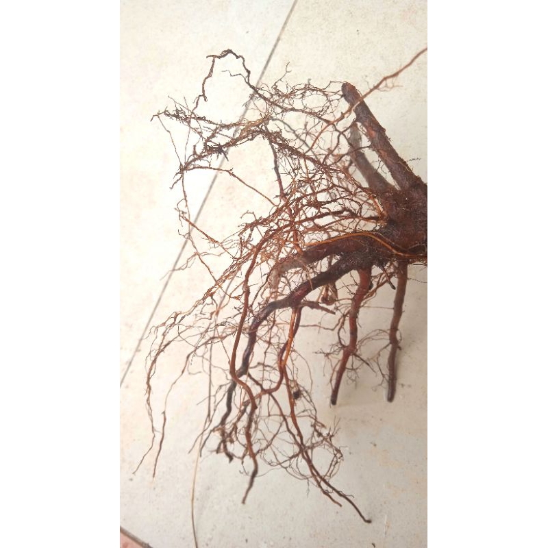 

akar kemunting / karamunting segar