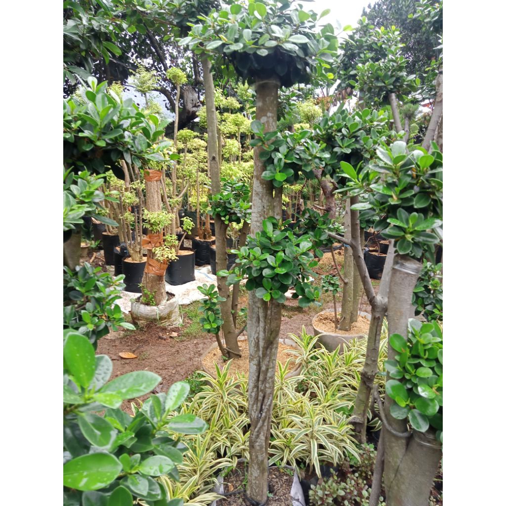 bonsai beringin dolar Korea bonsai taman beringin dolar Korea