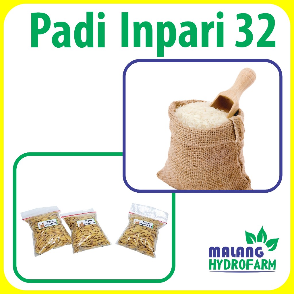 Benih Padi Inpari 32 Unggulan berkualitas beras pari inpari biji bibit hydroponik hidroponik