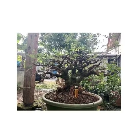 BONSAI ILENG-ILENG