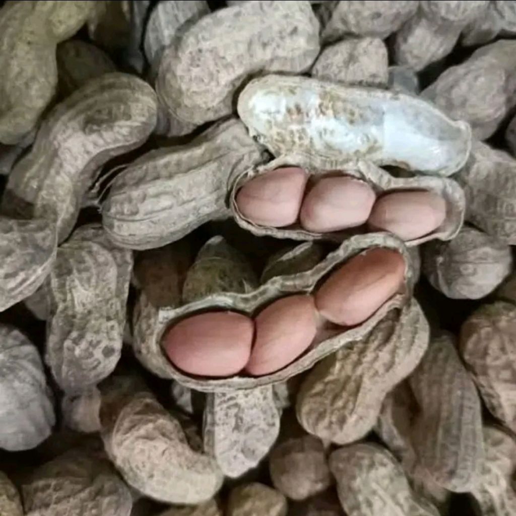 

1kg Kacang Kulit Sangrai Madura || Kacang Super Enak Gurih