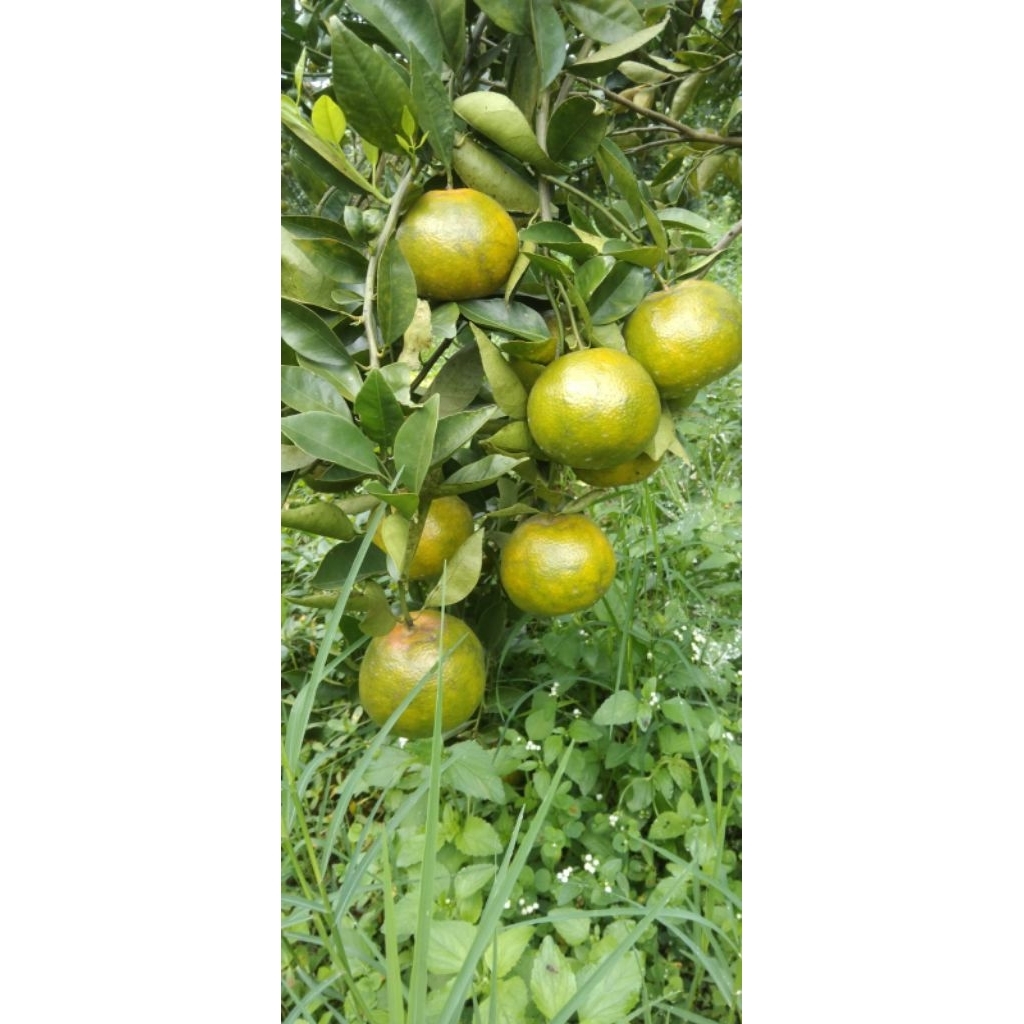 

jeruk siem khas batu