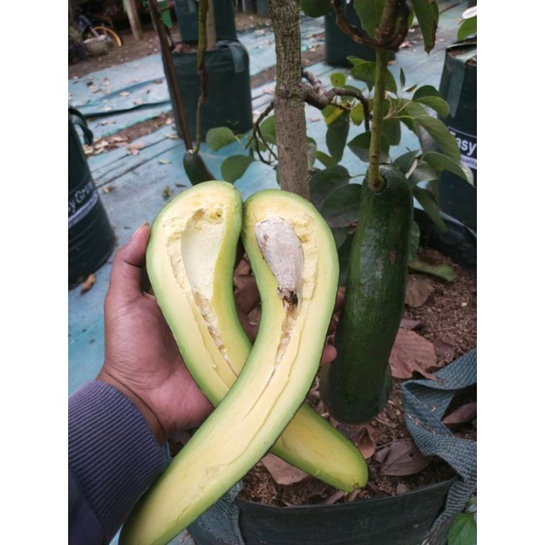 BIBIT ALPUKAT SAB 034 / Bibit Alpukat Sap 034