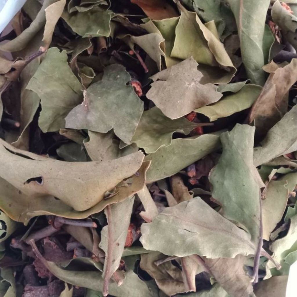 

daun benalu kering 50 gram