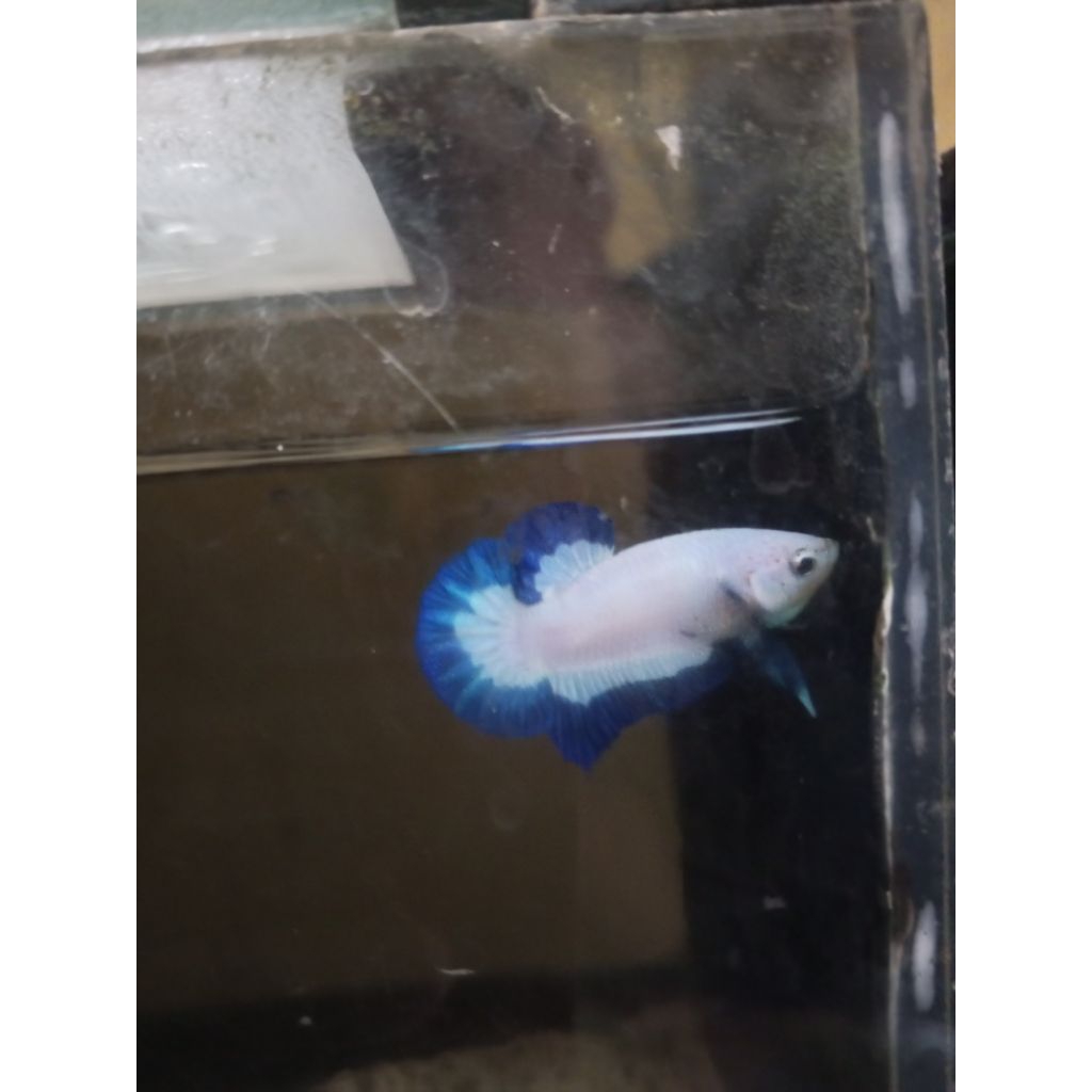 Plastik gambar cupang Blue rim butterfly betina