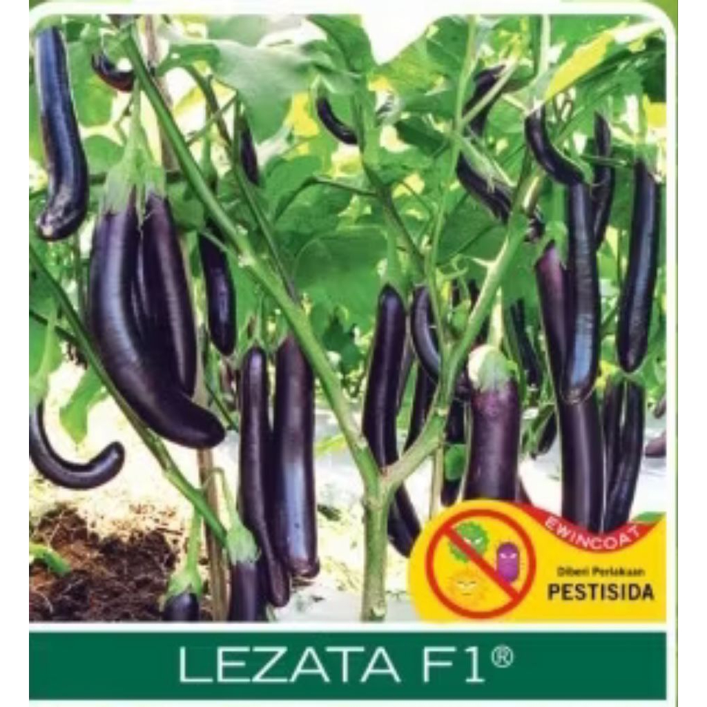 benih terong ungu lezata f1 kemasan ecer
