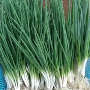 

DAUN BAWANG KECIL / CUNG 1 IKET