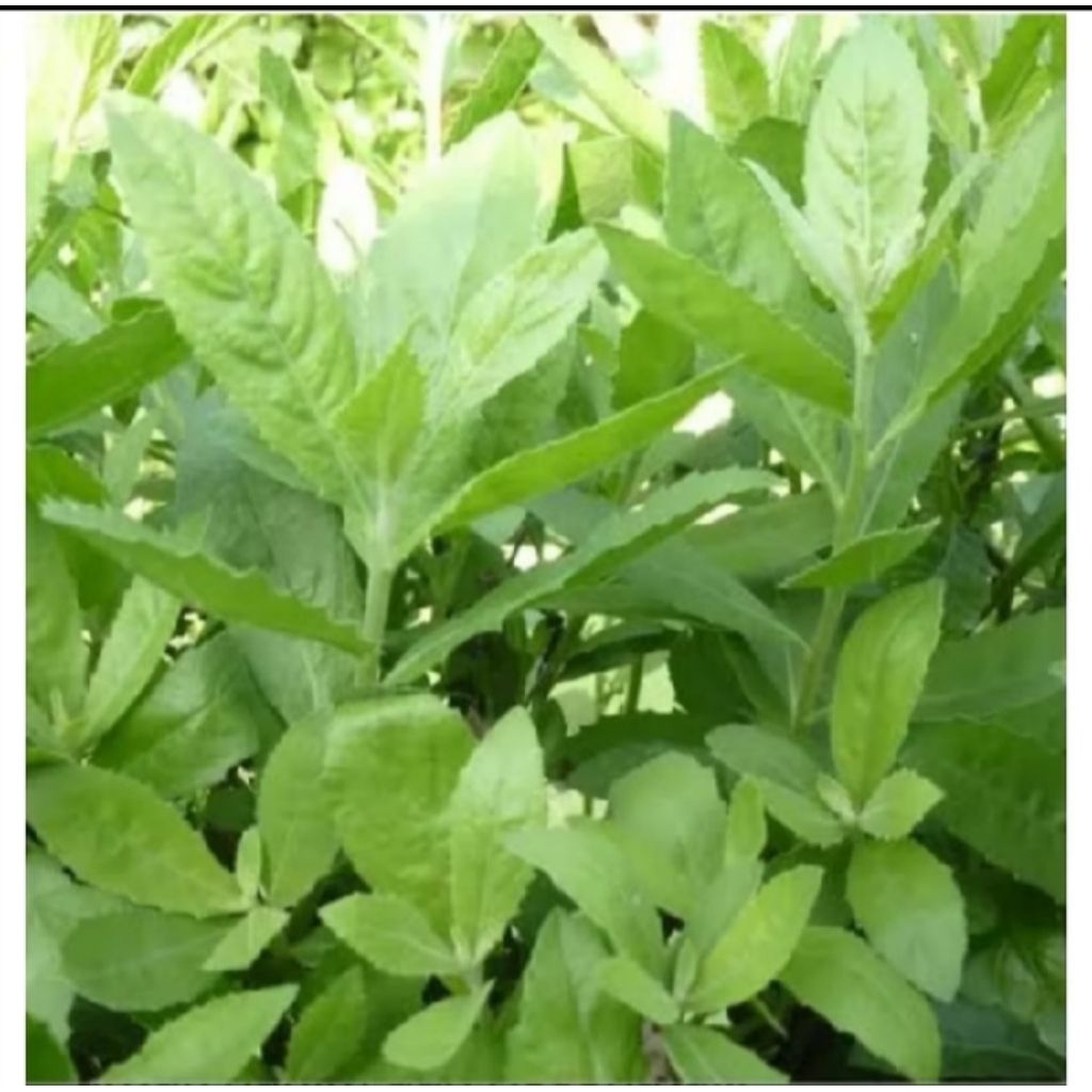 

PROMOOO DAUN BELUNTAS SEGAR 500g