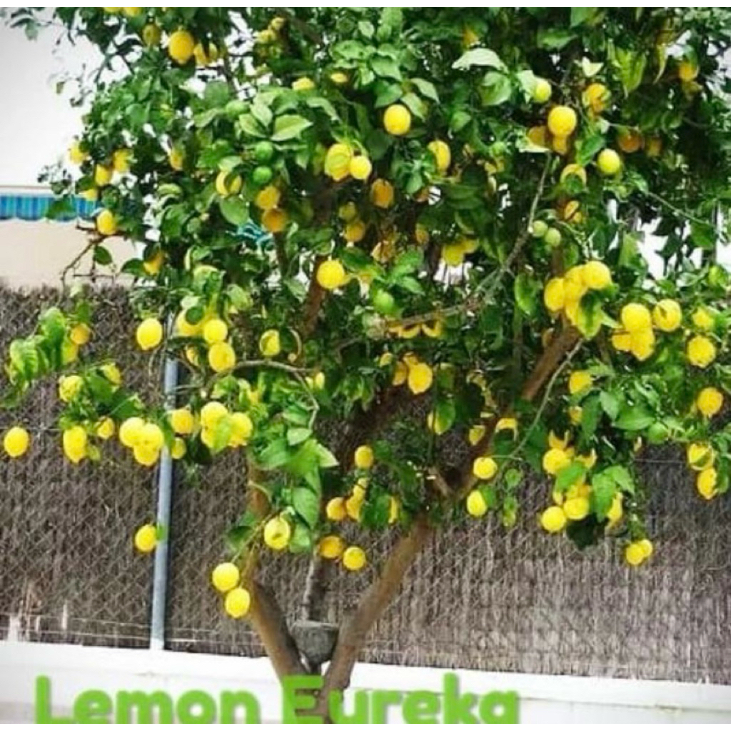 bibit buah lemon california lemon erouka buah lemon