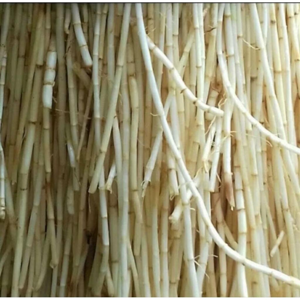 

Akar Alang-Alang Fresh Kemasan 1 Kg promo Termurah