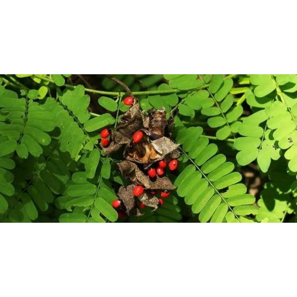 

Daun saga fresh 250grm obat herbal