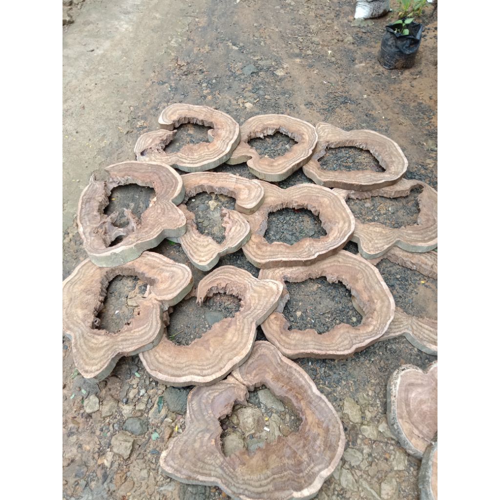 Teak Erotion Wood Slice / Irisan Kayu Jati Erosi Alami / Potongan Kayu Jati Bolong Korosi Bahan Meja