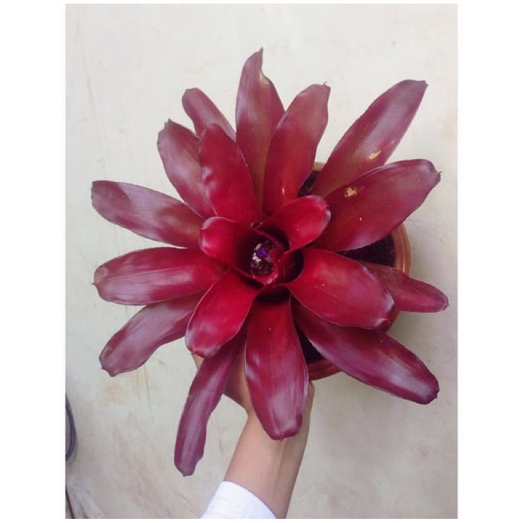 BROMELIA MERAH BESAR