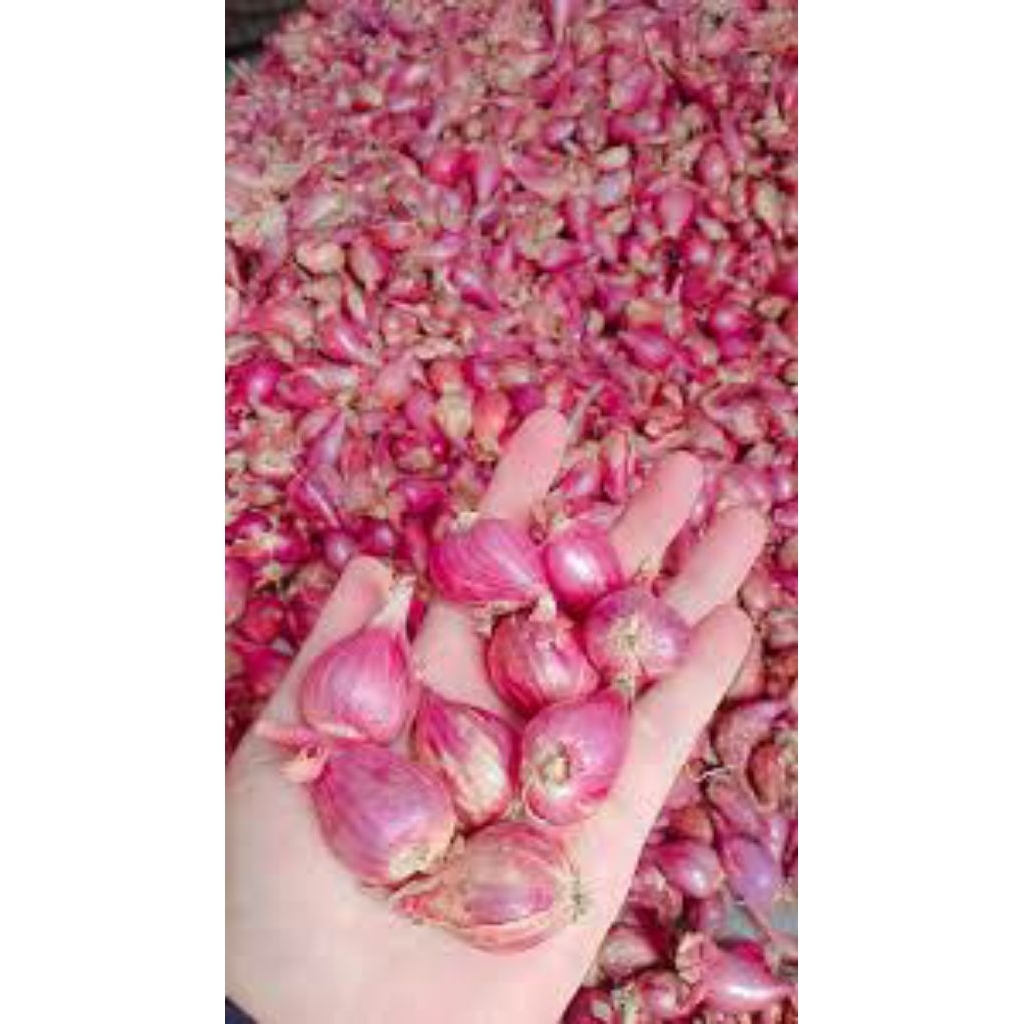 

Bawang merah pilihan Rp 17.000 / 500gr