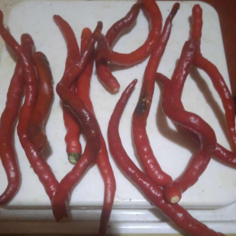 

cabai keriting merah