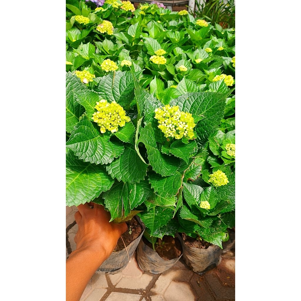 tanaman hortensia holland