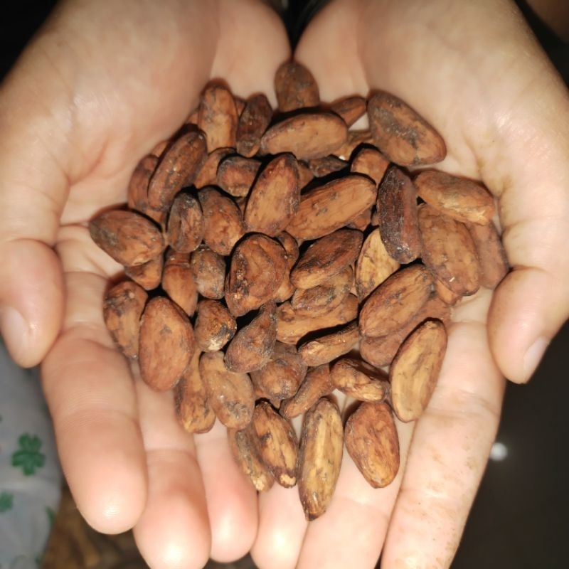 biji coklat / biji kakao siap sangrai