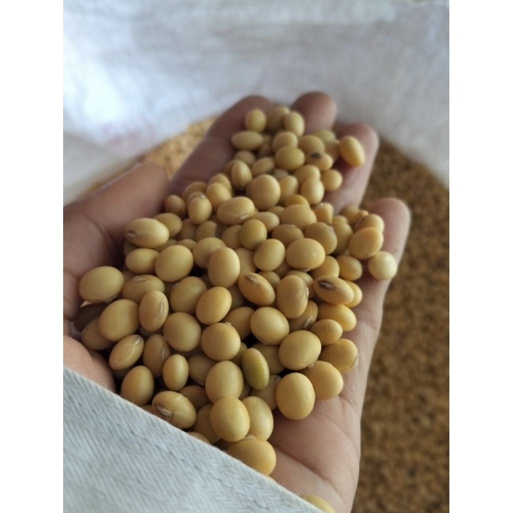 

KACANG KEDELAI Lokal SUPER 1kg