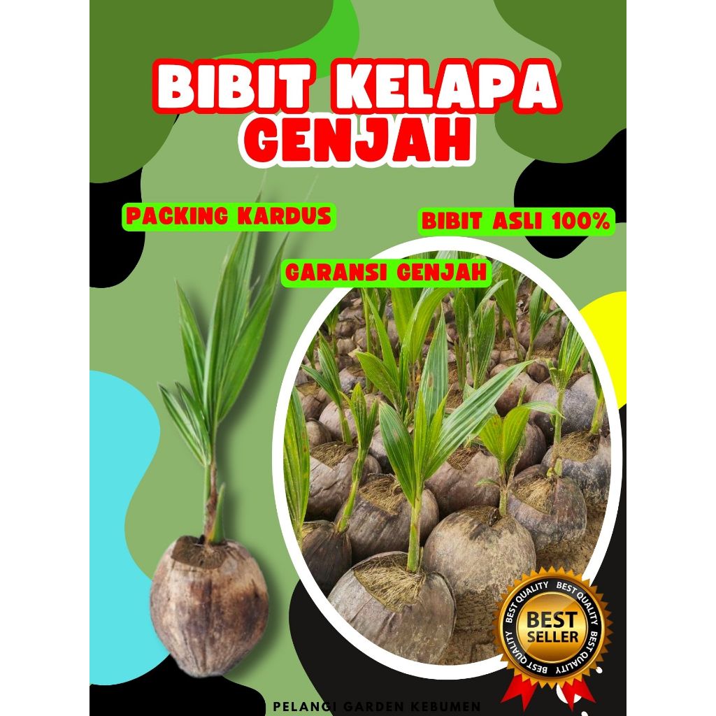 CEPAT PANEN.. Tanaman Kelapa Kopyor Bogor, Tanaman Kelapa Kopyor Besar, Tanaman Kelapa Kopyor Genjah