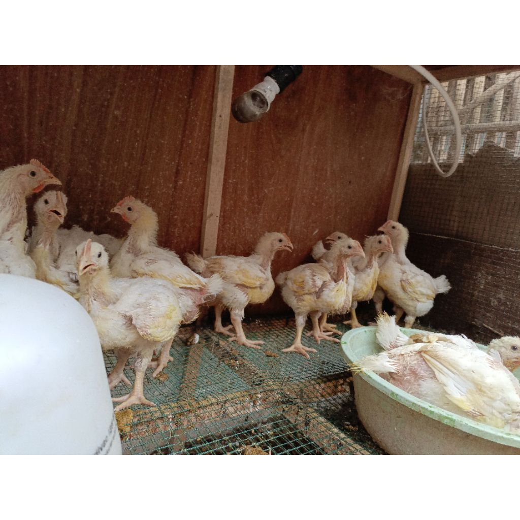 

Ayam Broiler Hidup berat 550-1,2kg