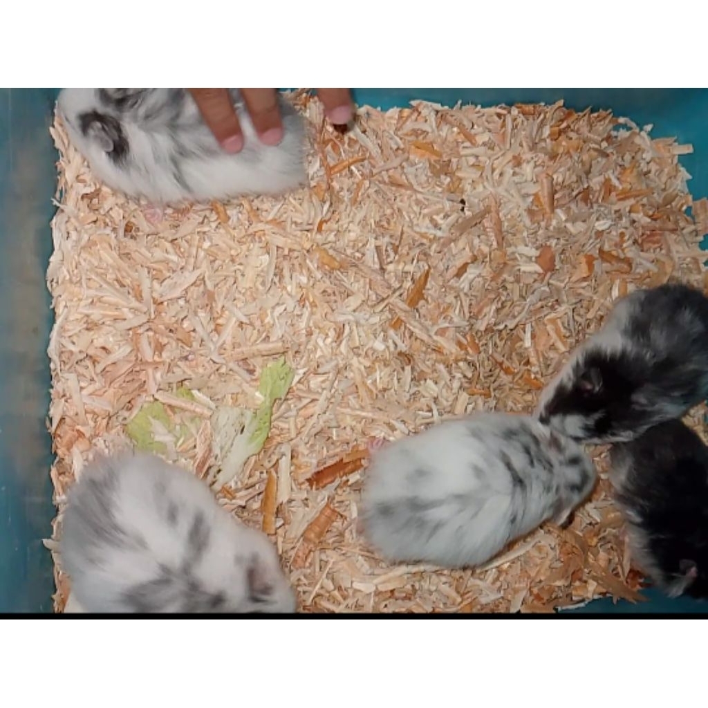 Mainan Boneka Hamster Syrian Fujiyama