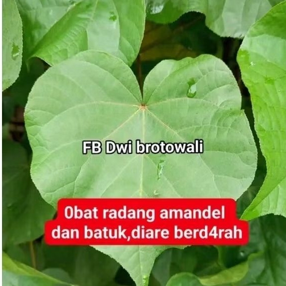 

Daun Waru Segar Fresh Langsung Petik Kemasan 250 Gram