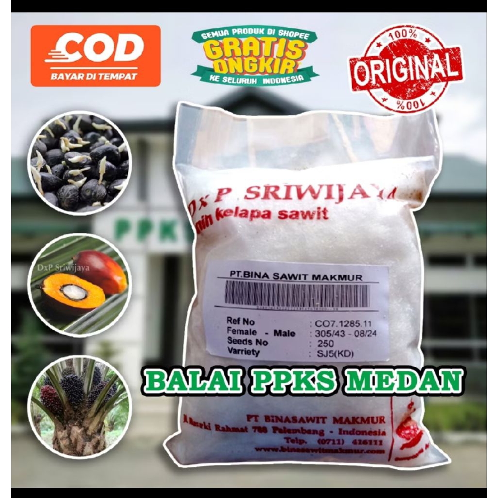 bibit benih kecambah sawit dxp sriwijaya 5