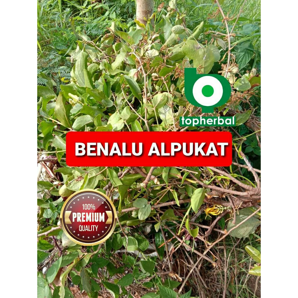 

Daun benalu alpukat kering hijau grade A+ 1/2kg/500gram