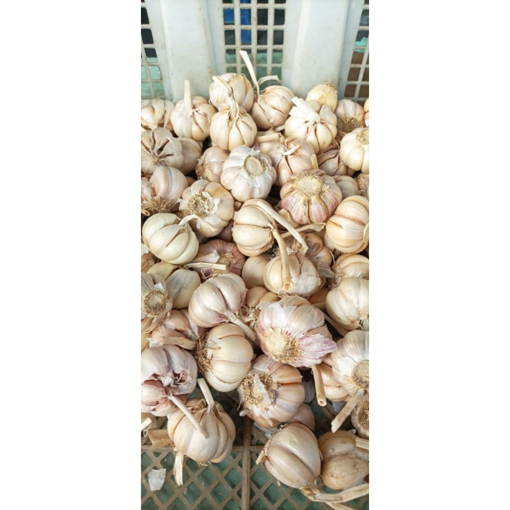 

bawang putih sinco 1kg